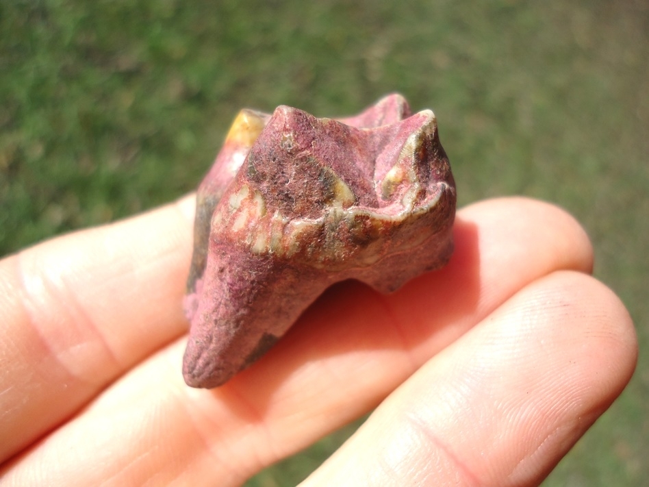 Large image 2 One-of-a-kind Ultra Colorful Tapir Molar