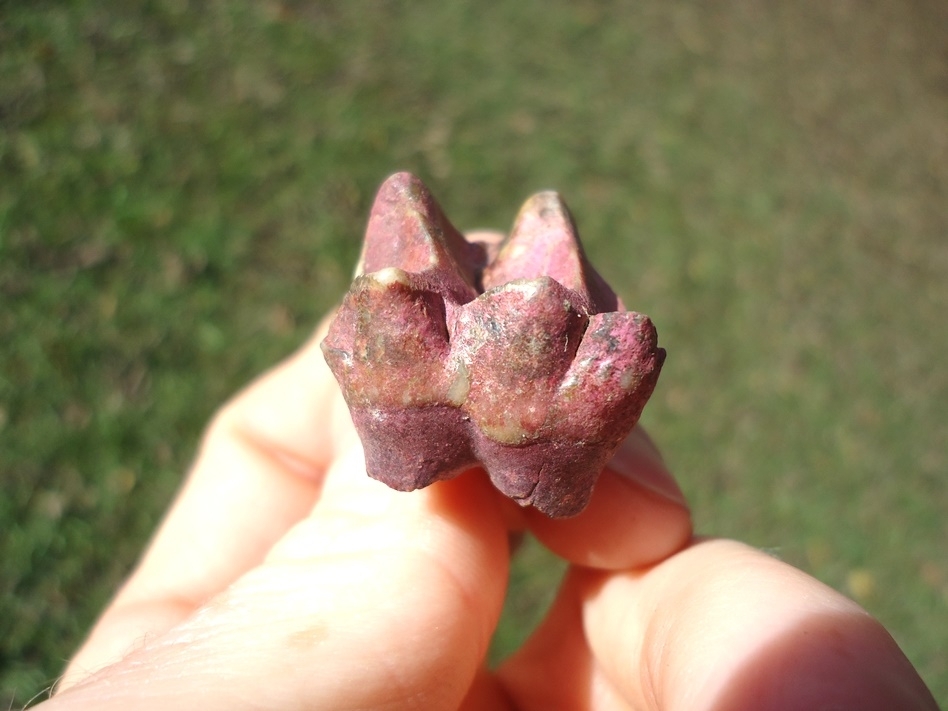 Large image 3 One-of-a-kind Ultra Colorful Tapir Molar