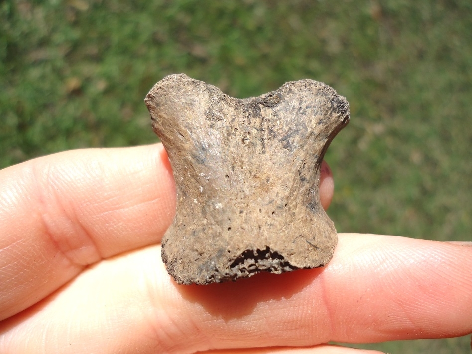 Large image 1 Uncommon Alligator Atlas Vertebra