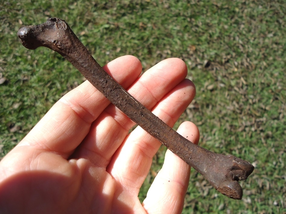 Large image 1 Raccoon Femur