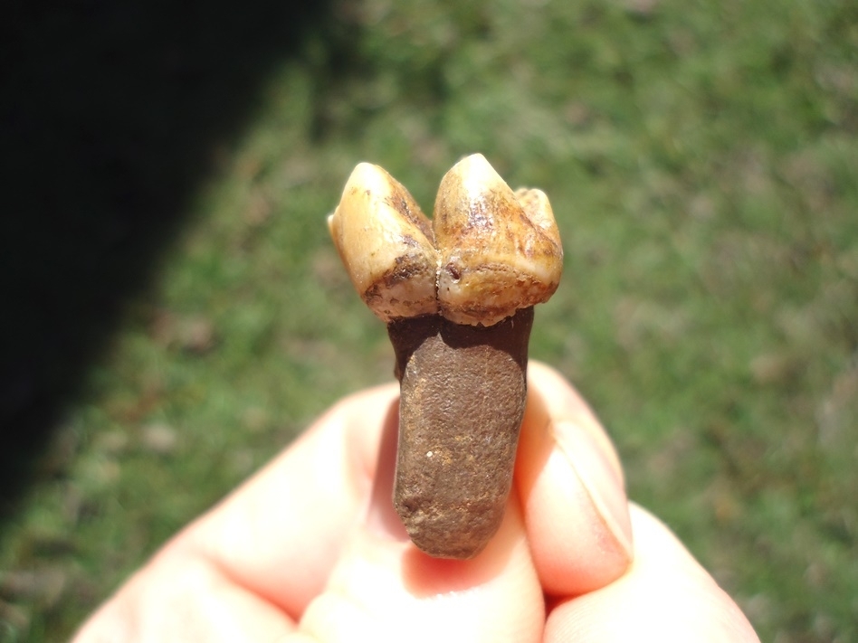 Large image 1 Colorful Rooted Manatee Tooth