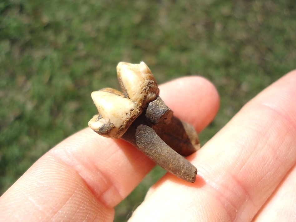 Large image 3 Colorful Rooted Manatee Tooth