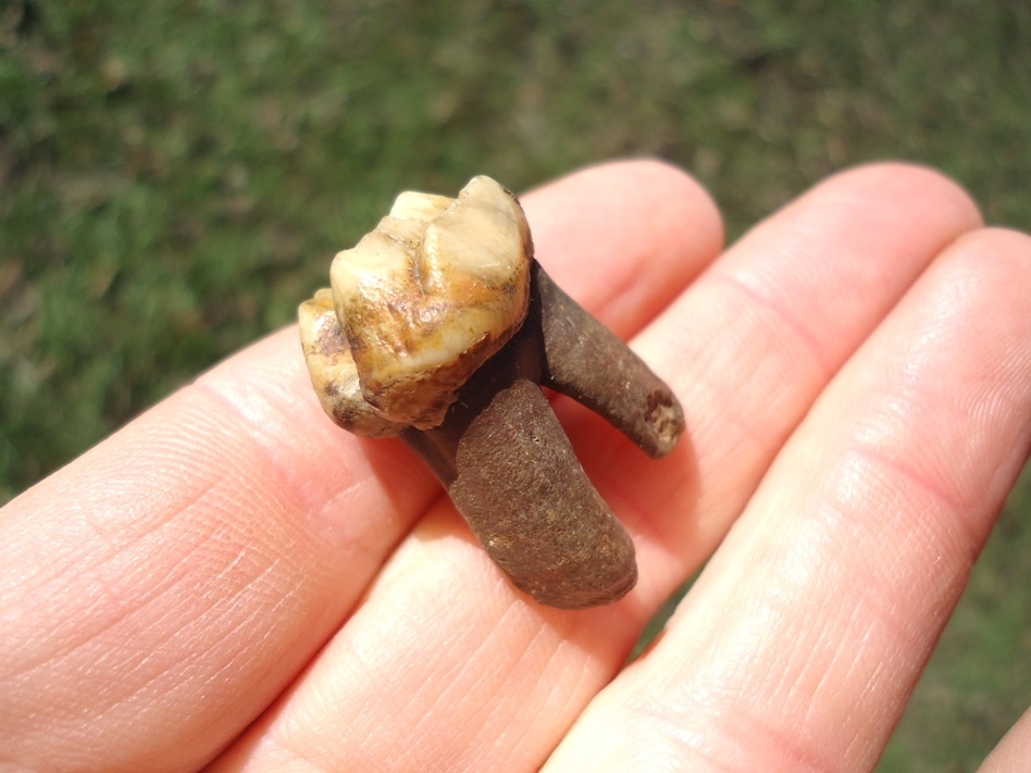 Large image 4 Colorful Rooted Manatee Tooth