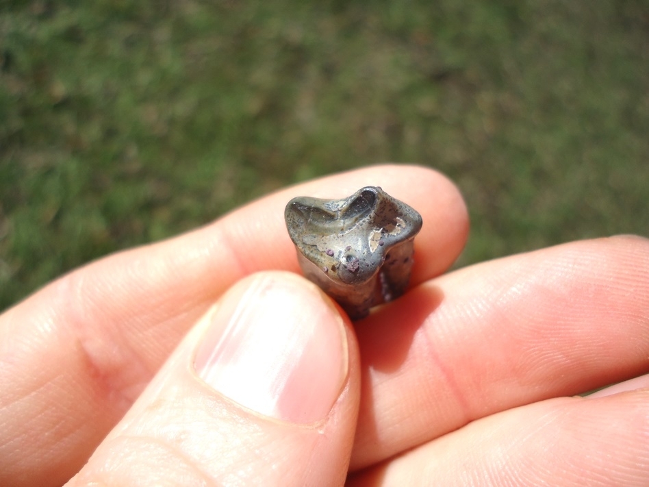 Large image 2 Top Quality Spectacled Bear Premolar