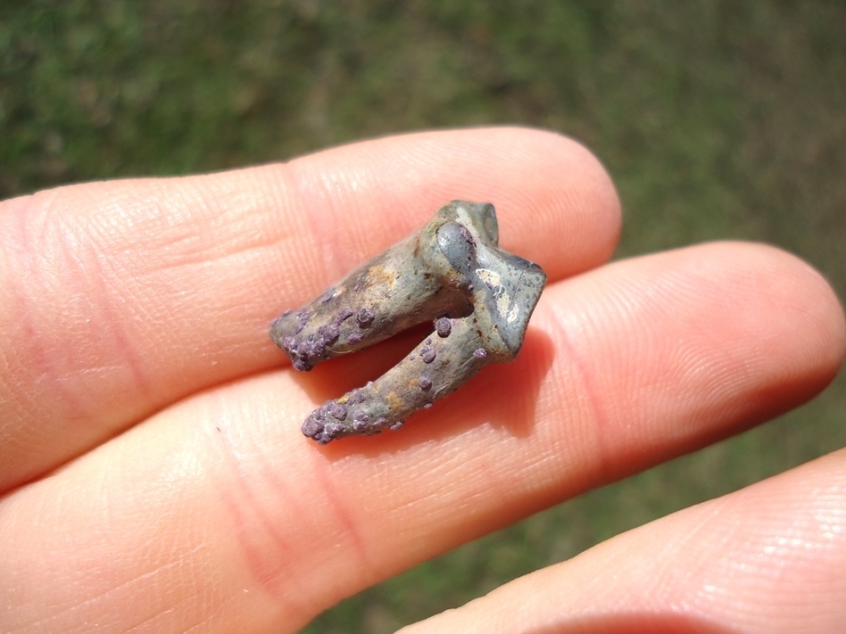 Large image 4 Top Quality Spectacled Bear Premolar