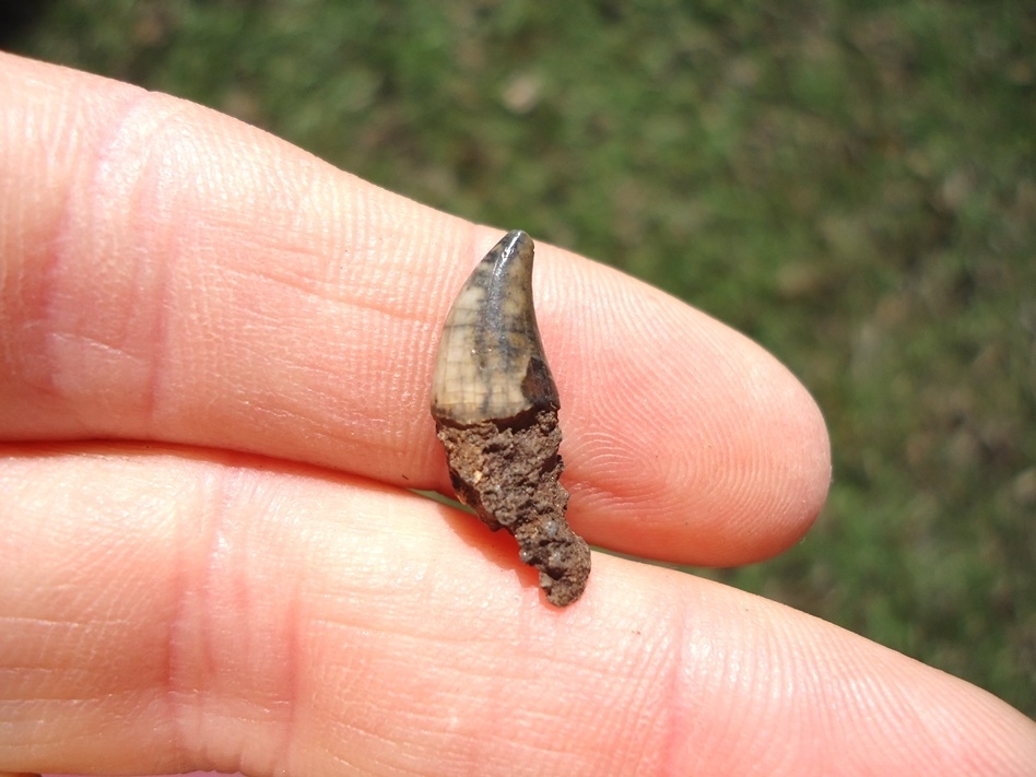 Large image 1 Colorful Bottlenose Dolphin Tooth