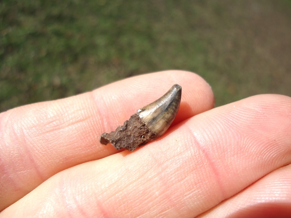 Large image 2 Colorful Bottlenose Dolphin Tooth