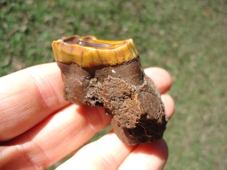 Large image 1 Stunning Orange Tapir Molar in Section of Jaw