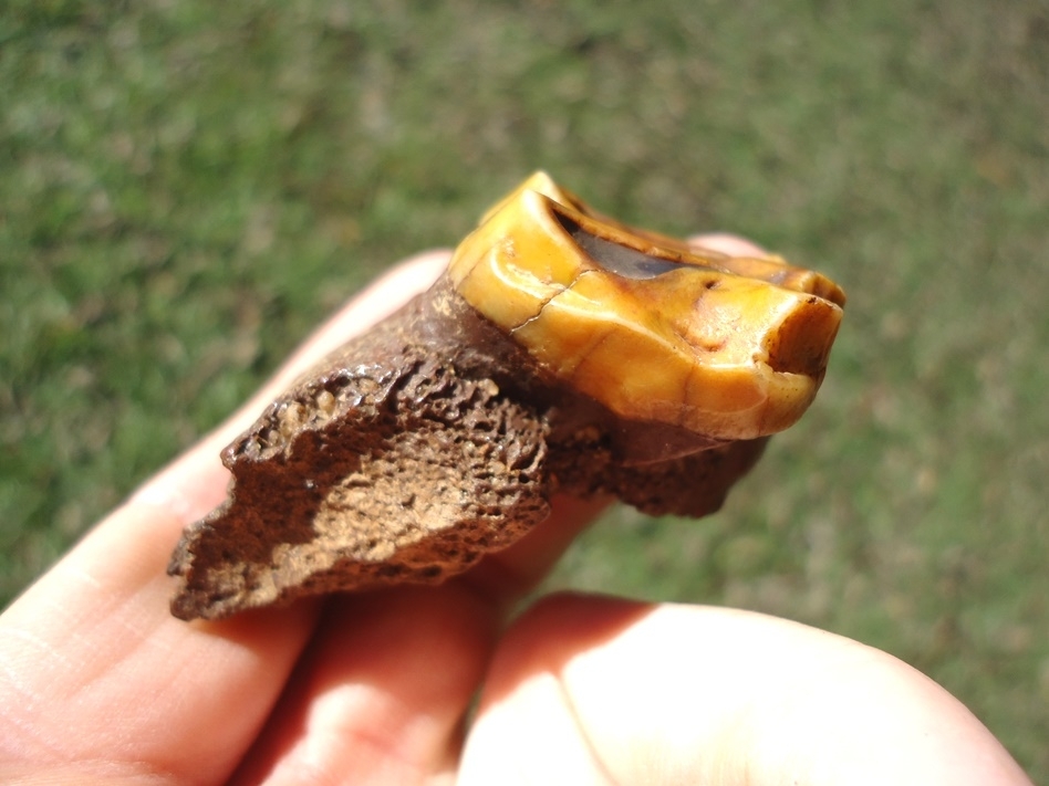 Large image 2 Stunning Orange Tapir Molar in Section of Jaw