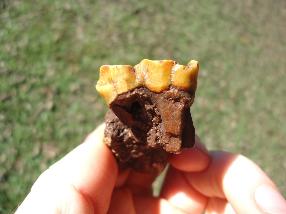 Large image 4 Stunning Orange Tapir Molar in Section of Jaw