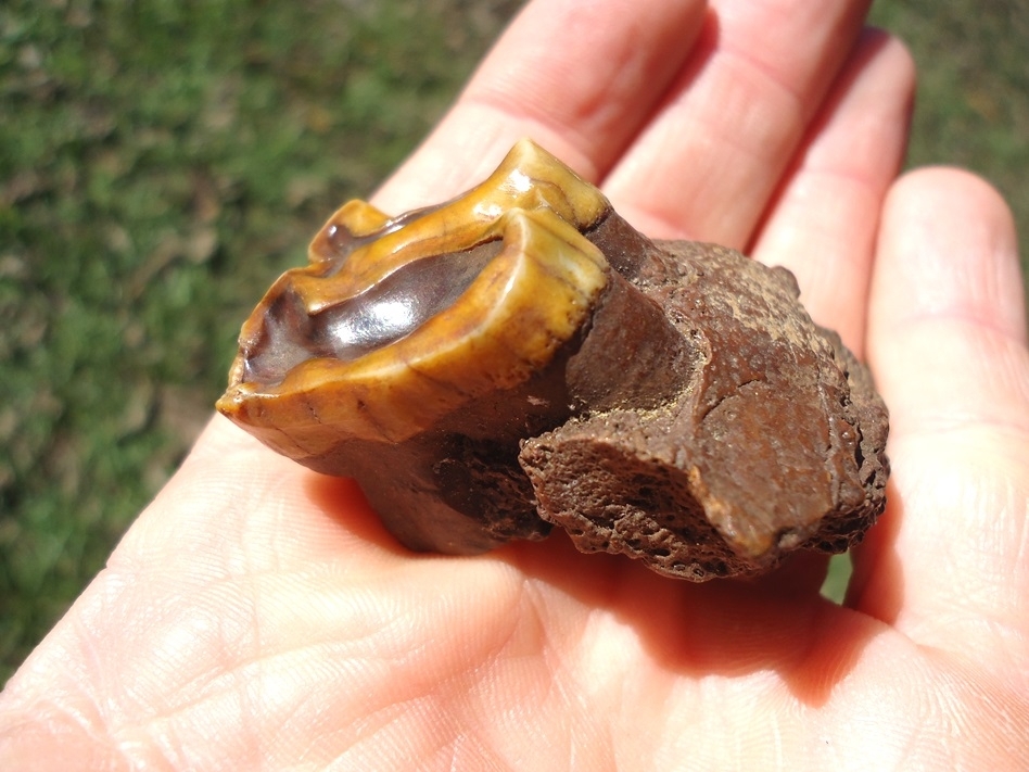 Large image 5 Stunning Orange Tapir Molar in Section of Jaw