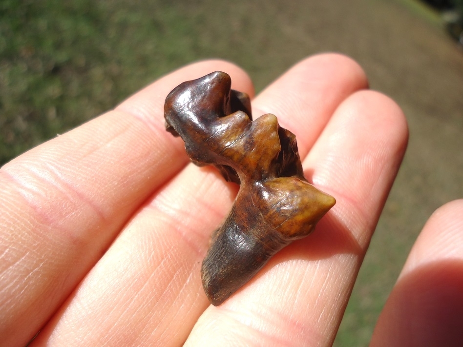 Large image 4 Unique Colorful Tapir Premolar