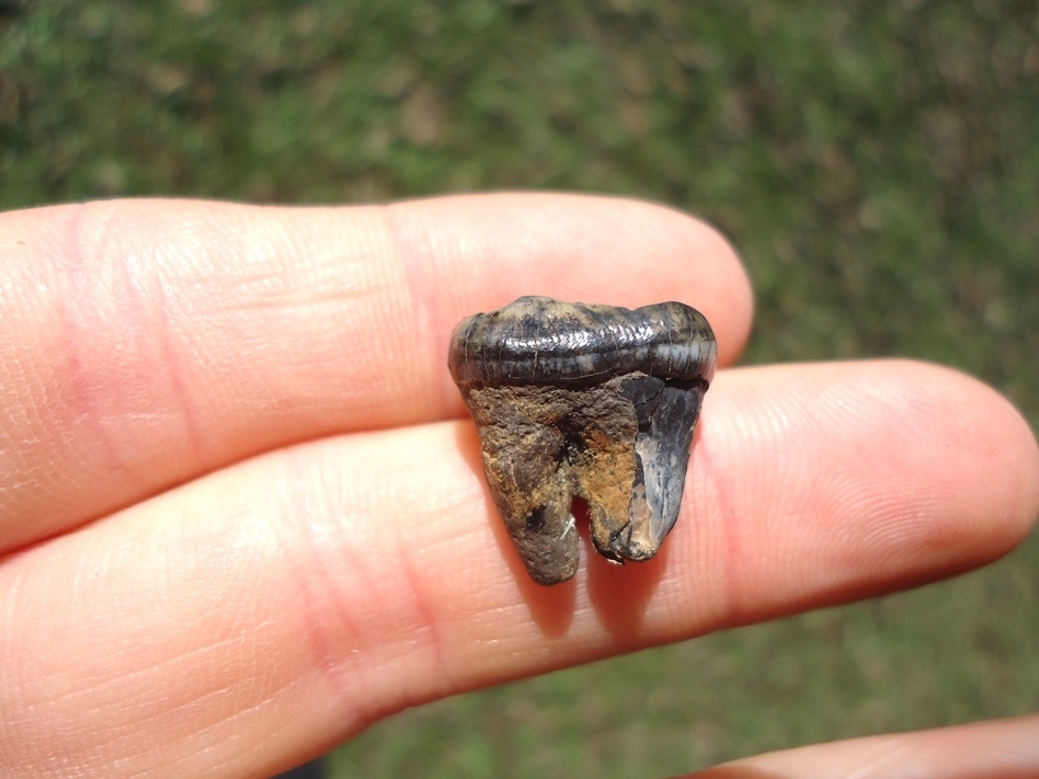 Large image 1 Bargain Black Bear Molar