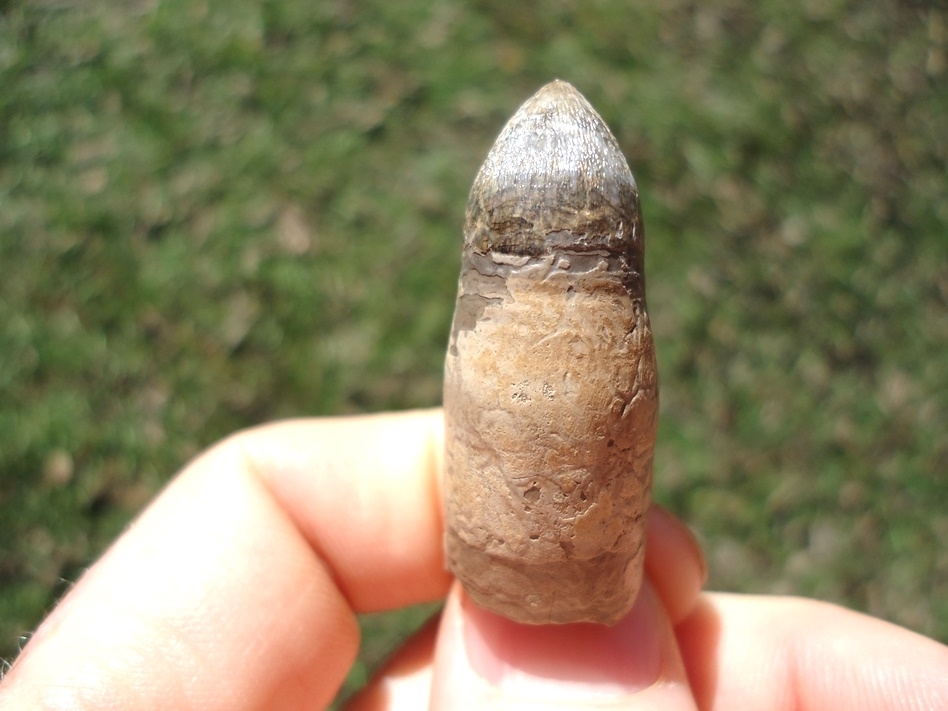 Large image 1 Quality Fully Rooted Alligator Tooth