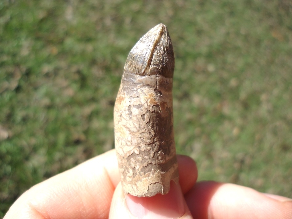Large image 2 Quality Fully Rooted Alligator Tooth