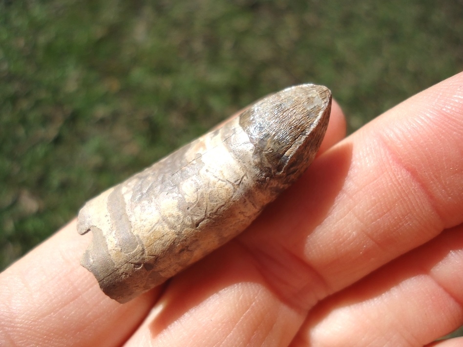 Large image 3 Quality Fully Rooted Alligator Tooth