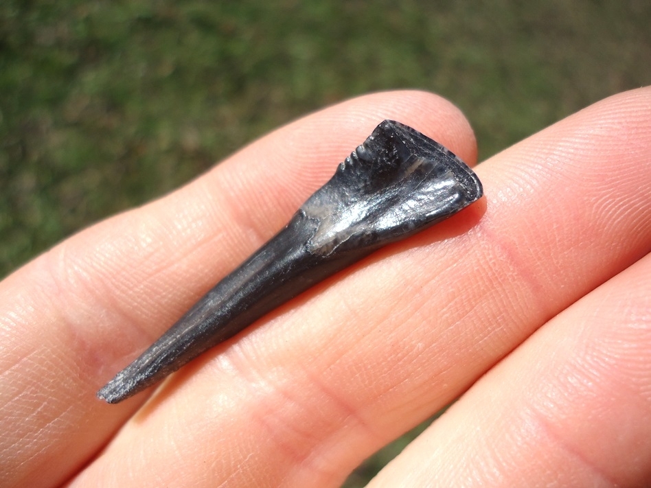 Large image 2 Top Quality Llama Incisor Tooth from Leisey Shell Pit