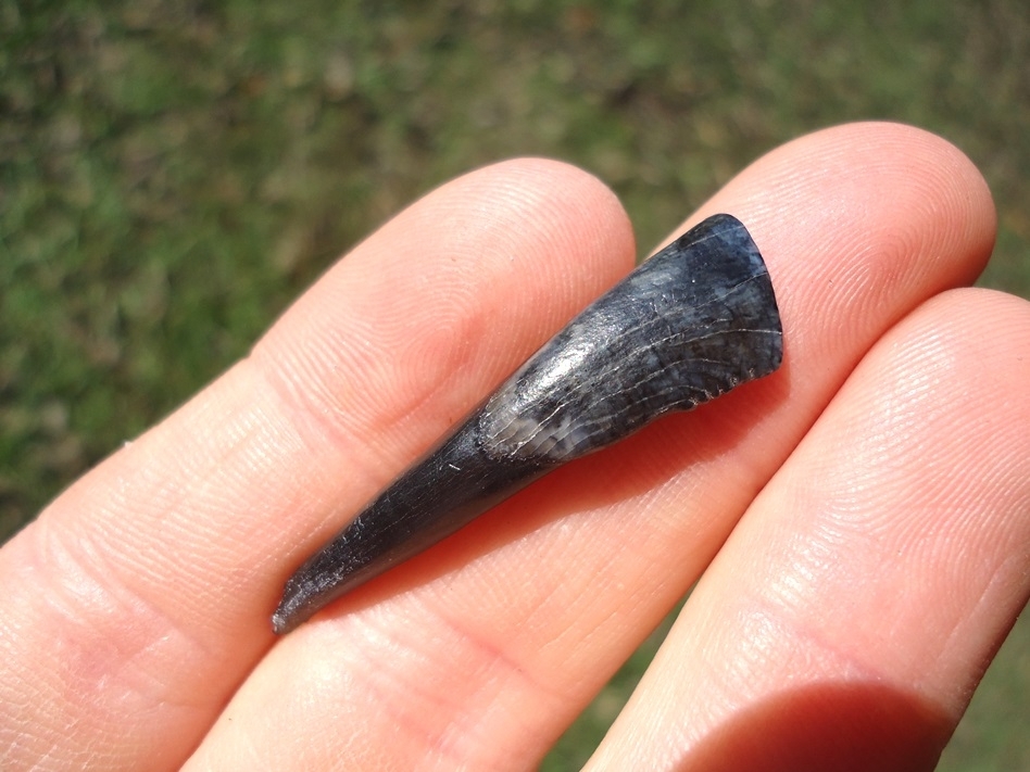 Large image 3 Top Quality Llama Incisor Tooth from Leisey Shell Pit