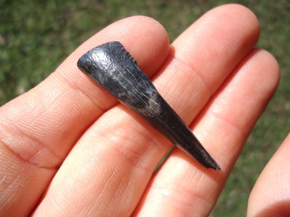 Large image 1 Top Quality Llama Incisor Tooth from Leisey Shell Pit
