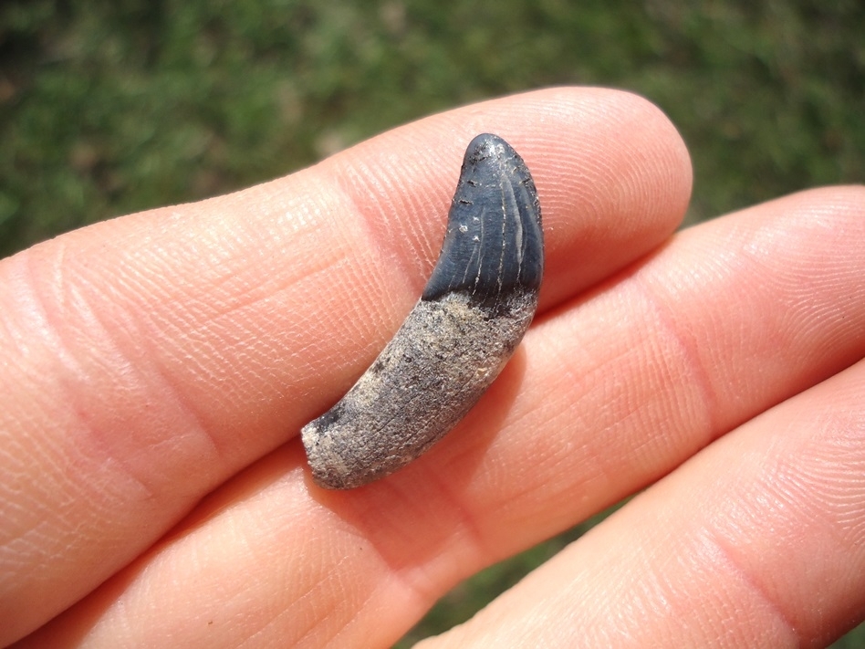 Large image 1 Top Quality Llama Canine Tooth
