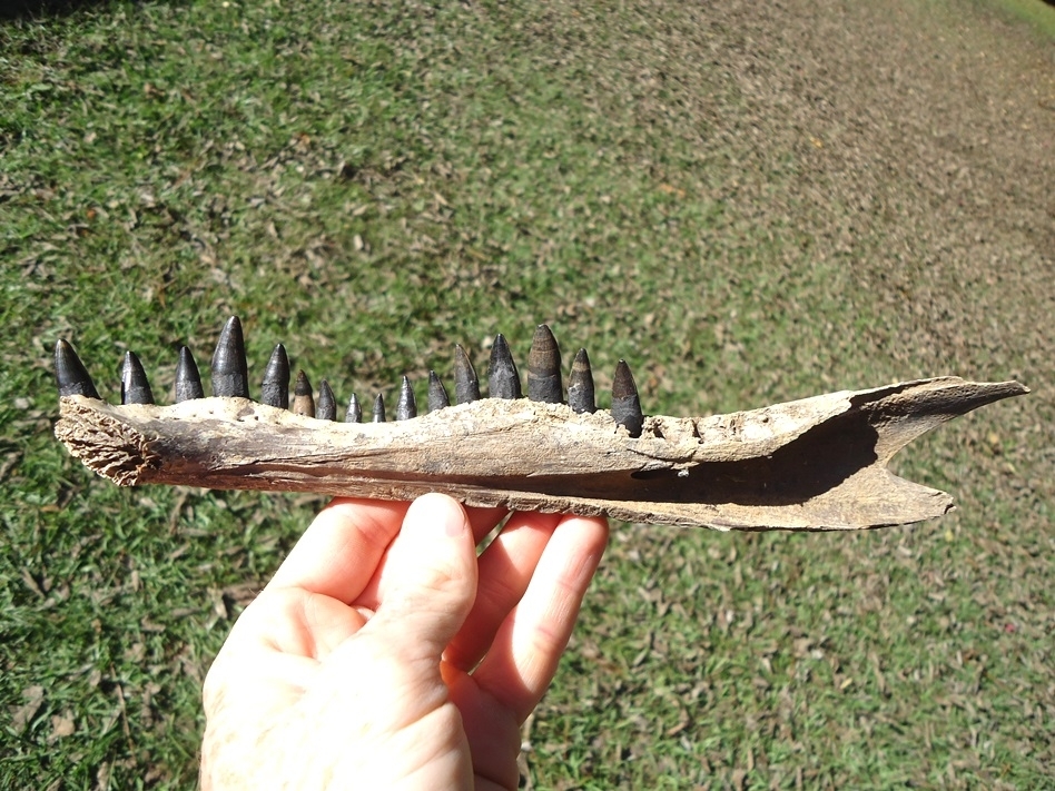 Large image 1 Alligator Mandible with 16 Teeth