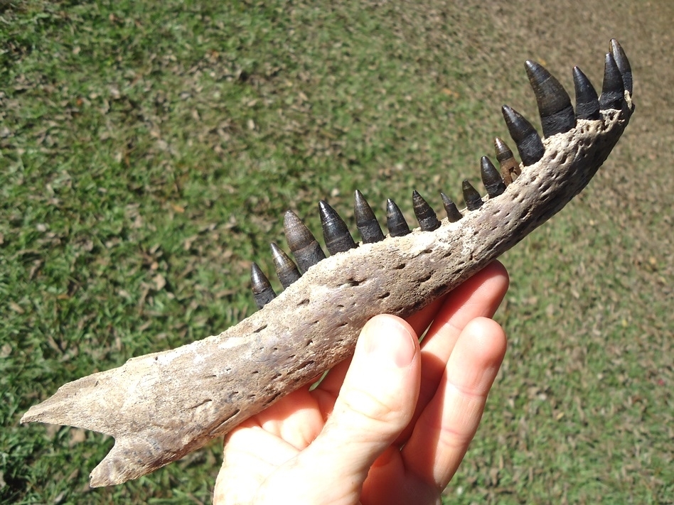 Large image 3 Alligator Mandible with 16 Teeth