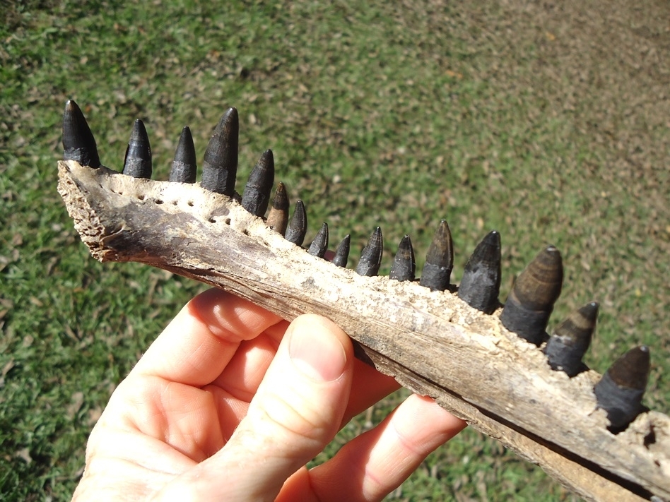 Large image 4 Alligator Mandible with 16 Teeth