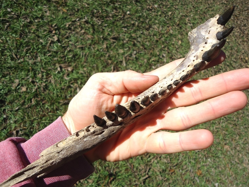 Large image 5 Alligator Mandible with 16 Teeth