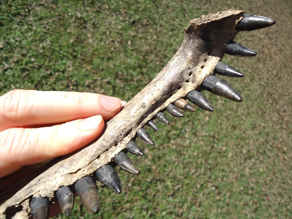 Large image 7 Alligator Mandible with 16 Teeth