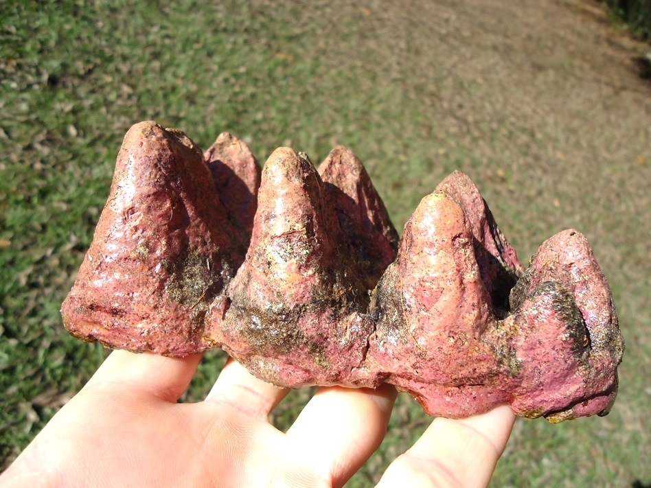 Large image 1 Stunning Pink Algae Stained Mastodon Tooth