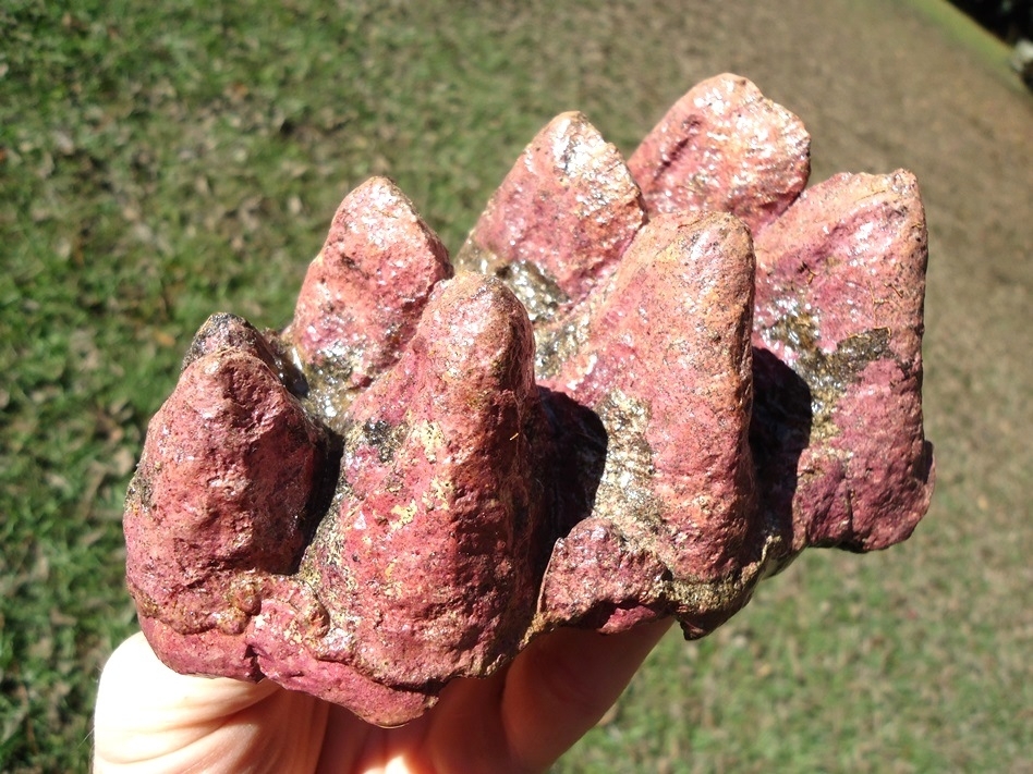 Large image 3 Stunning Pink Algae Stained Mastodon Tooth