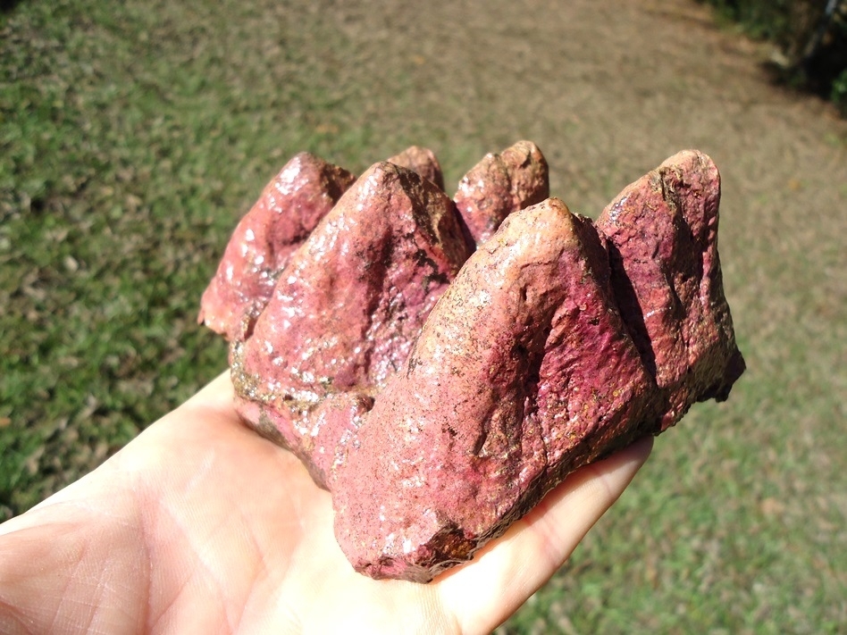 Large image 4 Stunning Pink Algae Stained Mastodon Tooth