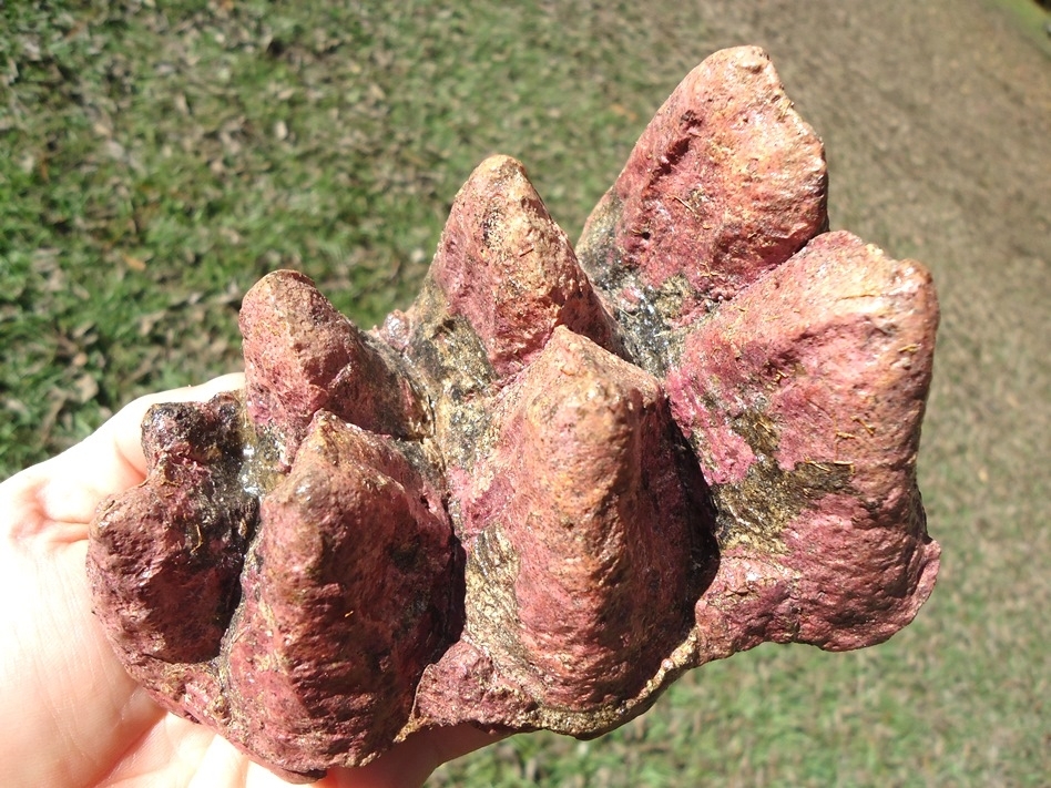 Large image 6 Stunning Pink Algae Stained Mastodon Tooth