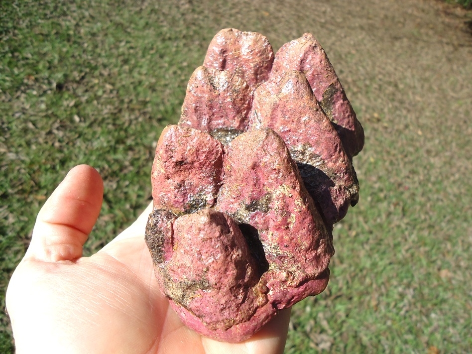 Large image 7 Stunning Pink Algae Stained Mastodon Tooth