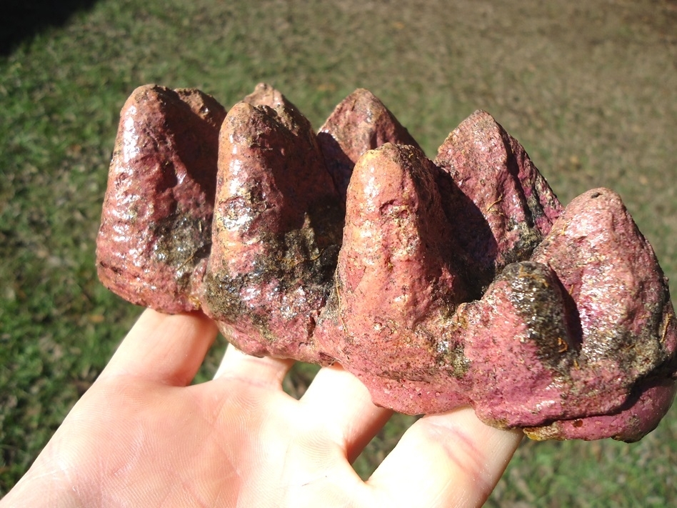 Large image 8 Stunning Pink Algae Stained Mastodon Tooth