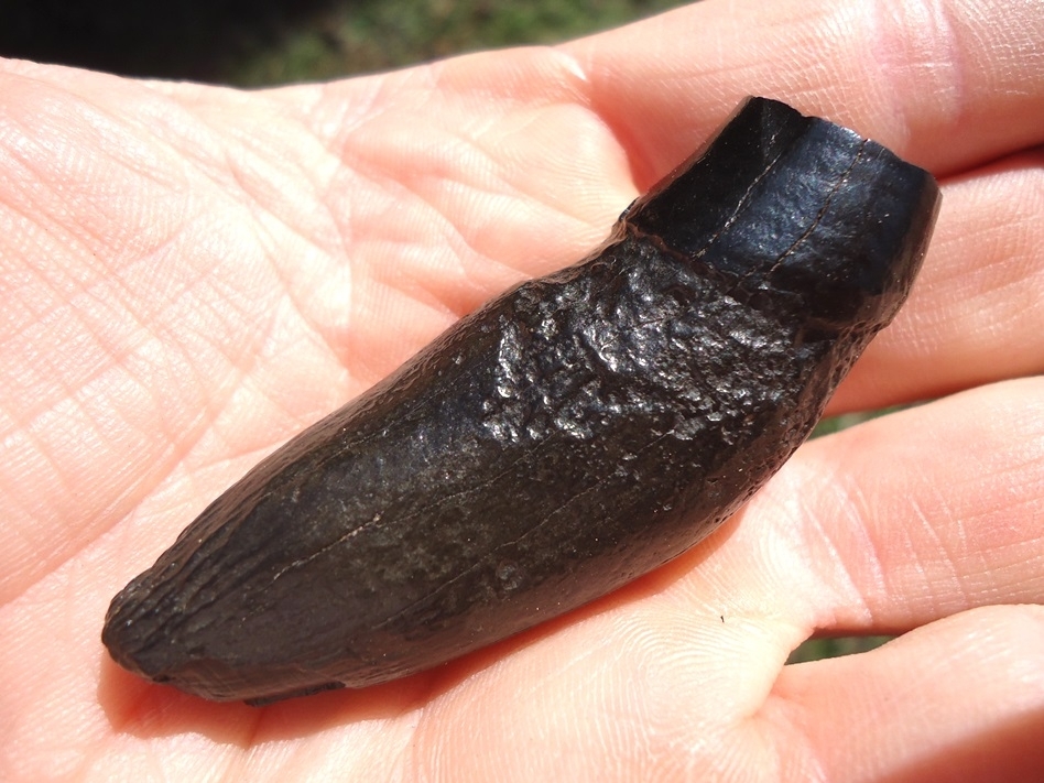 Large image 3 Stunning Glossy Black Jaguar Canine Tooth