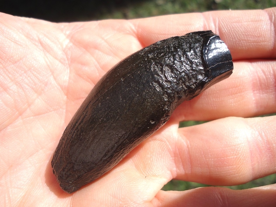 Large image 4 Stunning Glossy Black Jaguar Canine Tooth