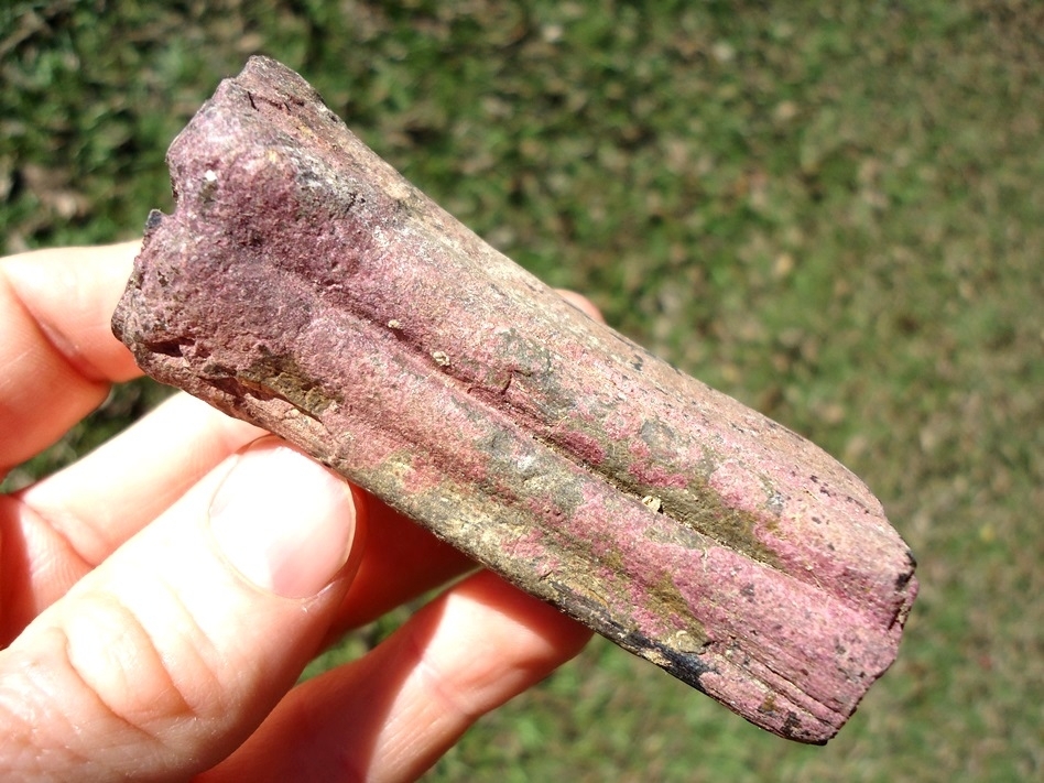 Large image 1 Large Pink Algae Stained Horse Tooth