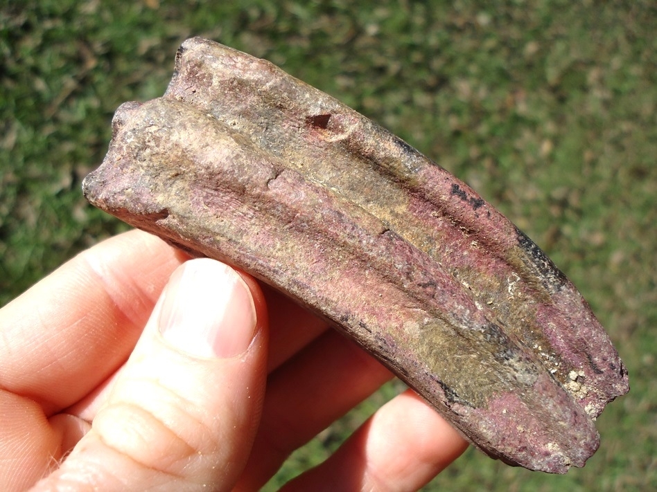 Large image 2 Large Pink Algae Stained Horse Tooth