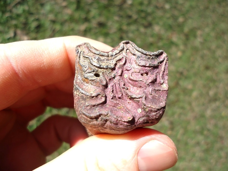 Large image 3 Large Pink Algae Stained Horse Tooth