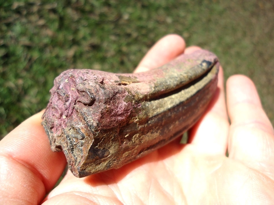 Large image 4 Large Pink Algae Stained Horse Tooth