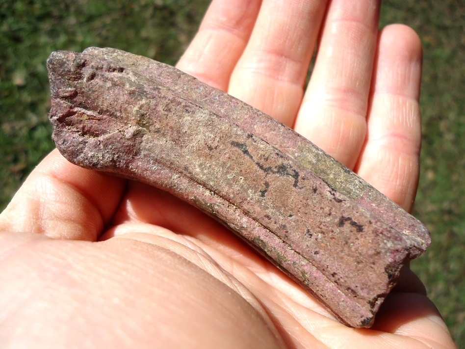 Large image 5 Large Pink Algae Stained Horse Tooth