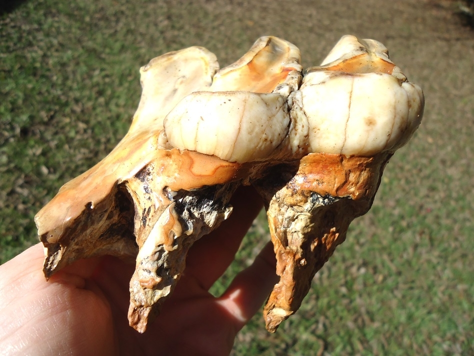 Large image 1 Stunning Pearl Colored Mastodon Tooth