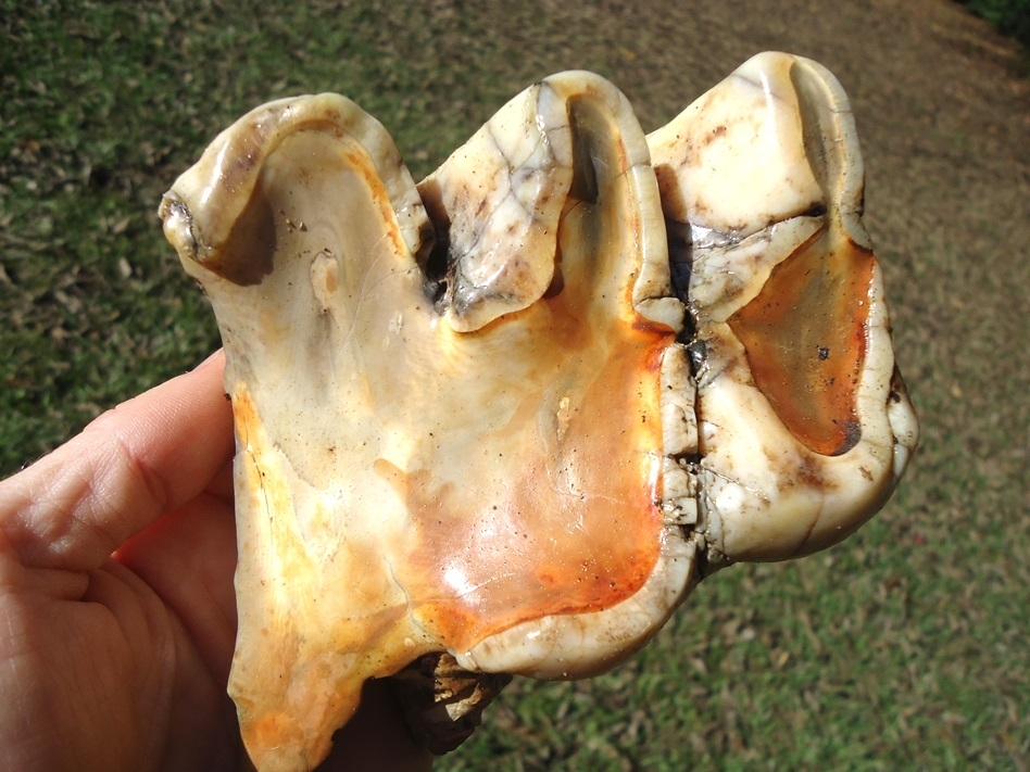 Large image 2 Stunning Pearl Colored Mastodon Tooth
