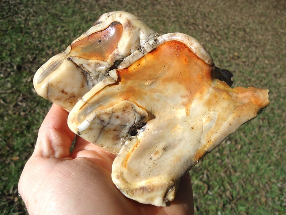 Large image 3 Stunning Pearl Colored Mastodon Tooth