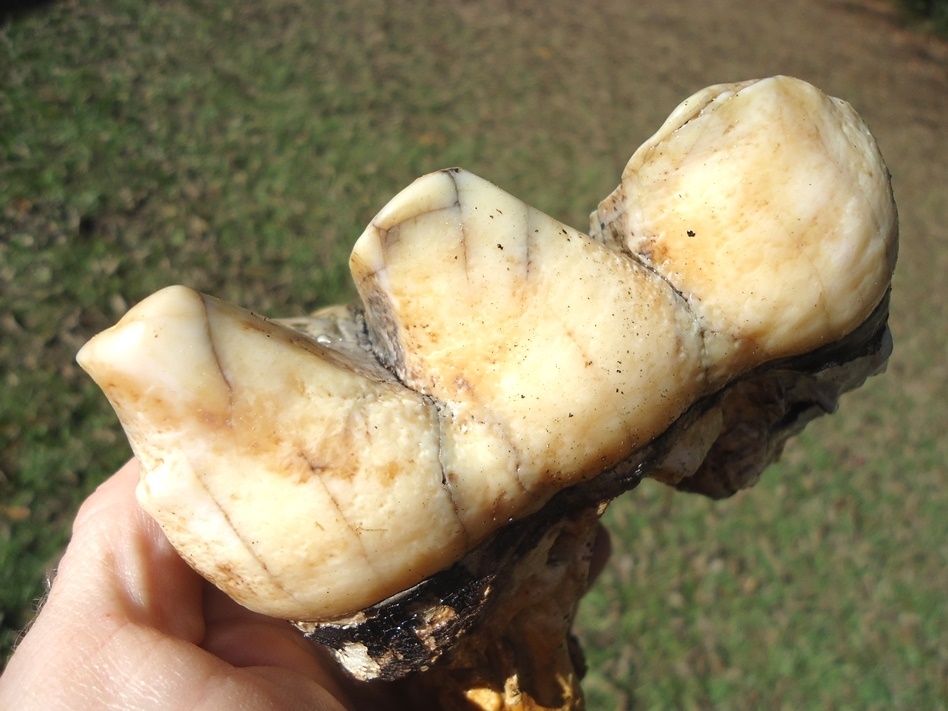 Large image 4 Stunning Pearl Colored Mastodon Tooth