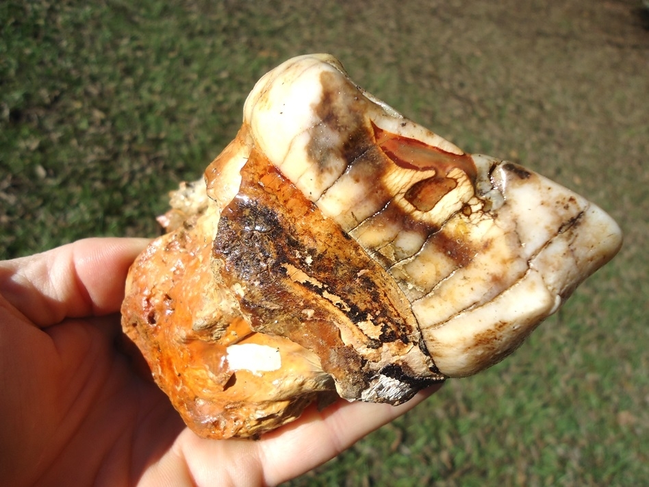 Large image 5 Stunning Pearl Colored Mastodon Tooth