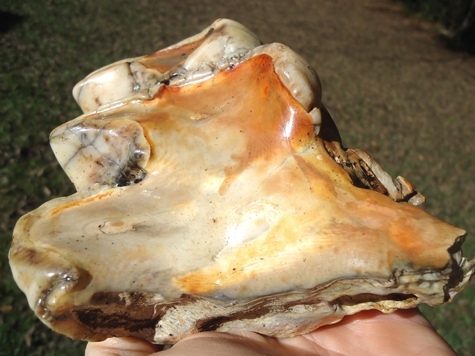 Large image 6 Stunning Pearl Colored Mastodon Tooth
