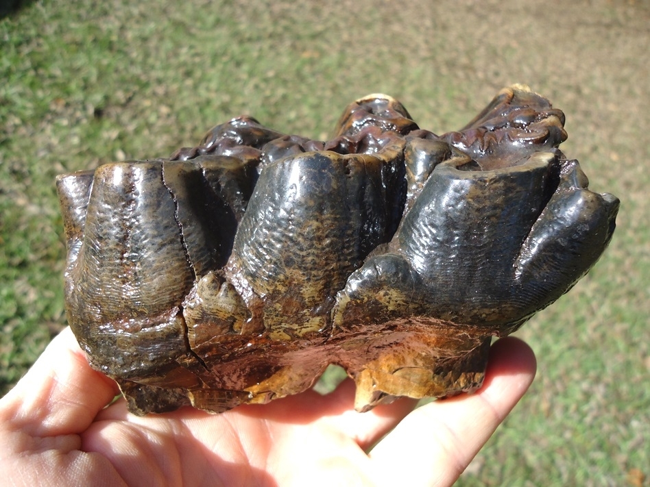 Large image 1 Beyond Rare North Florida Gomphothere Molar