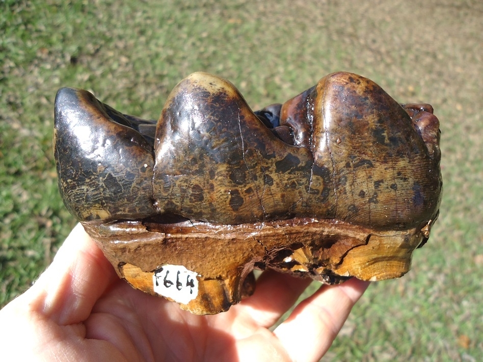 Large image 2 Beyond Rare North Florida Gomphothere Molar